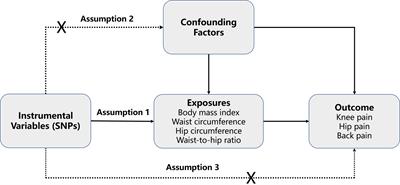 Causal relationships of obesity on musculoskeletal chronic pain: A two-sample Mendelian randomization study